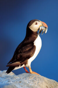 Iceland_Puffin_Nor_Coast_Voy_CD160-RF