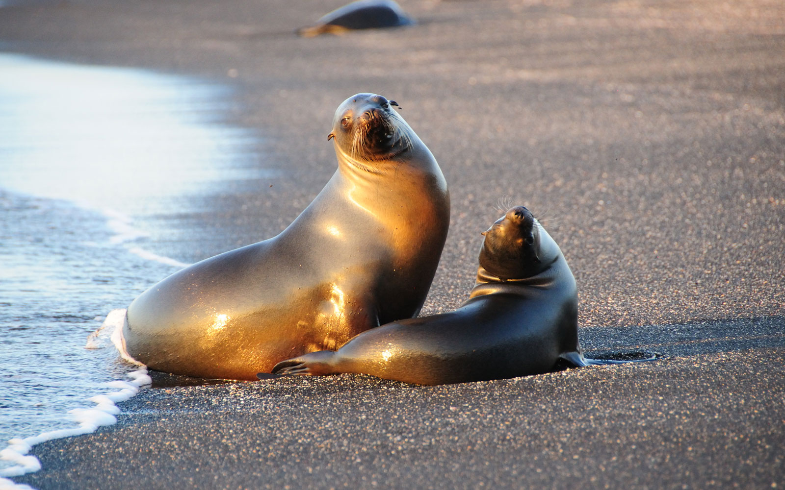 UC_Santa_Cruz_travel_slider-01