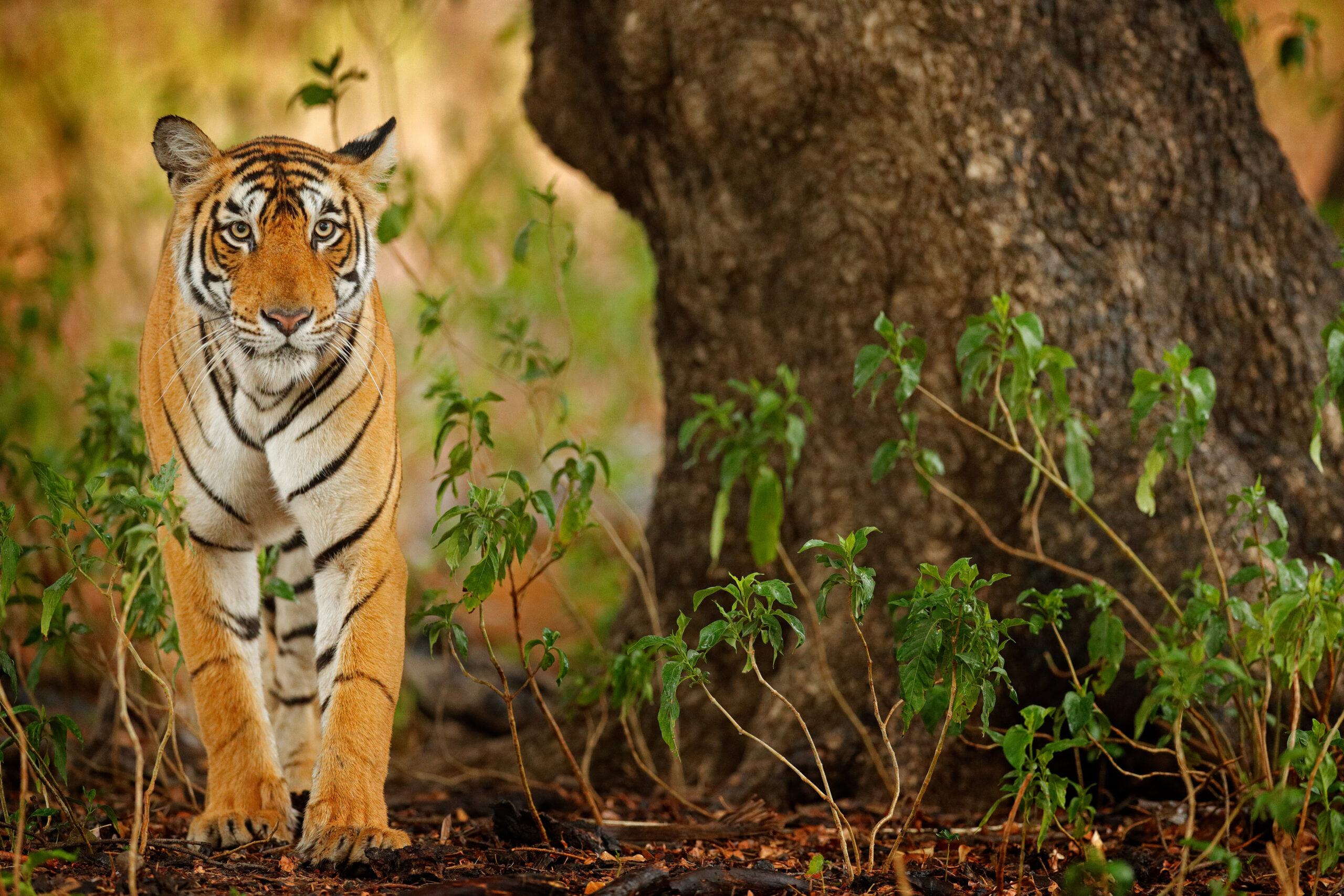 bengal tiger, ranthambore