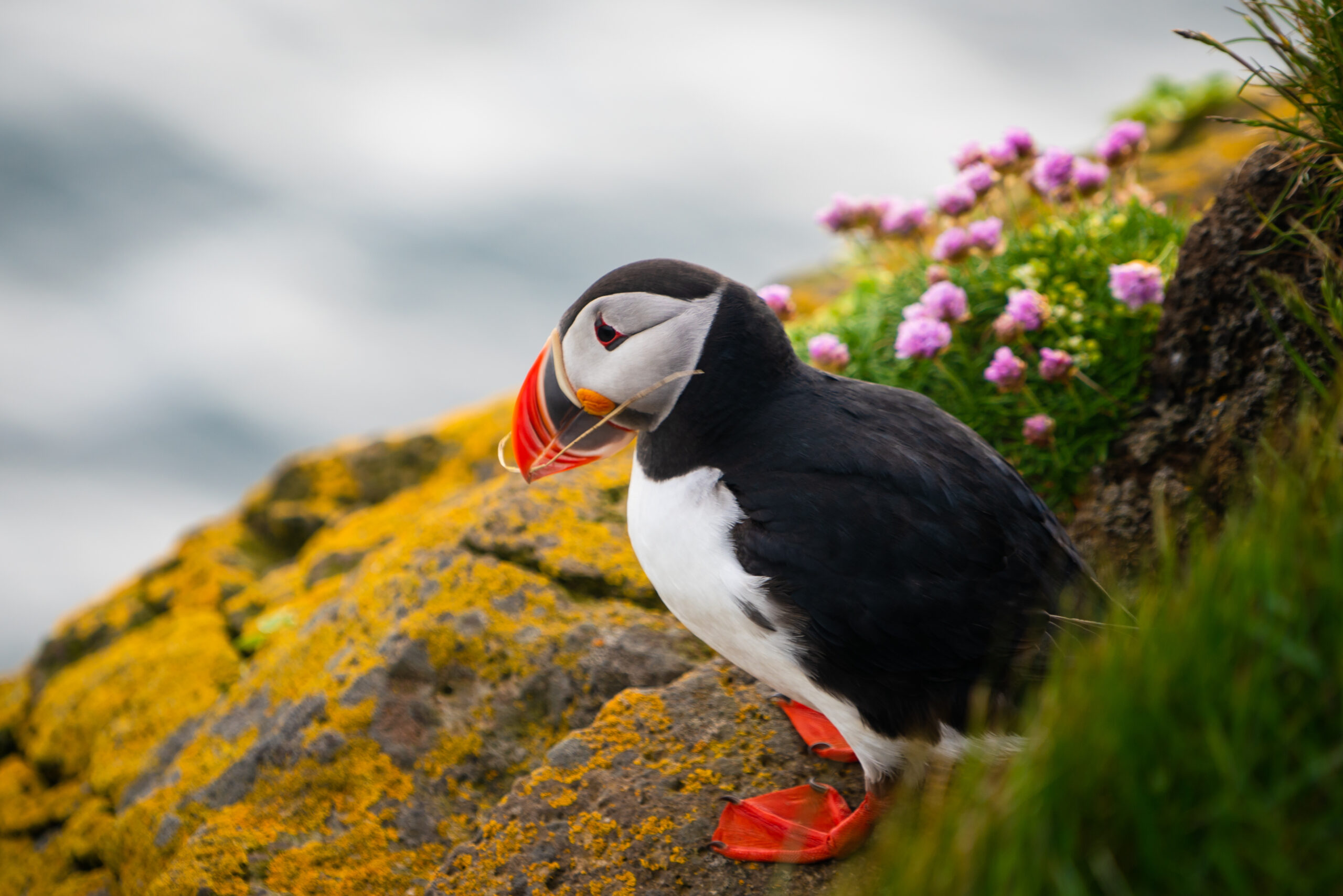 puffin